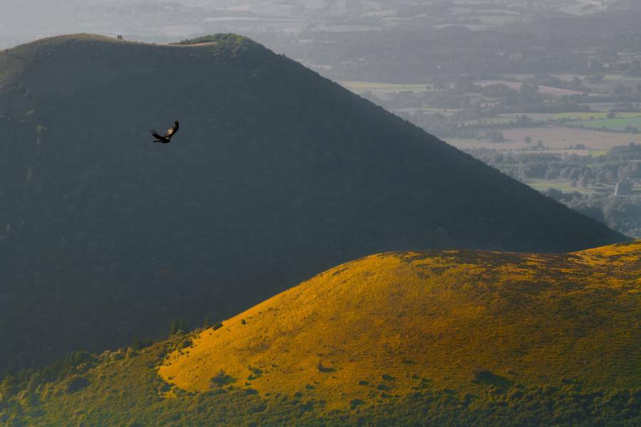 Corbeau on a mission in the Puy de Dôme, France